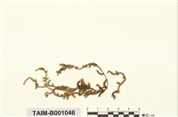 藏品(反葉粗蔓苔)的圖片